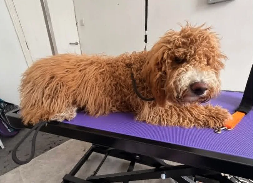 Curly puppy relaxing on the grooming table