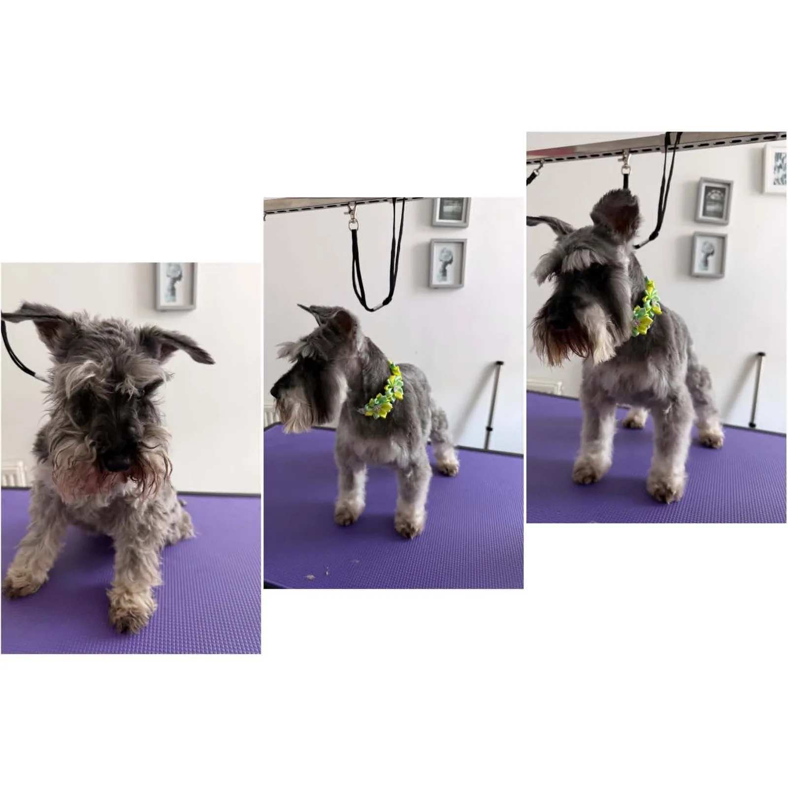 Miniature Schnauzer shown at three stages of grooming