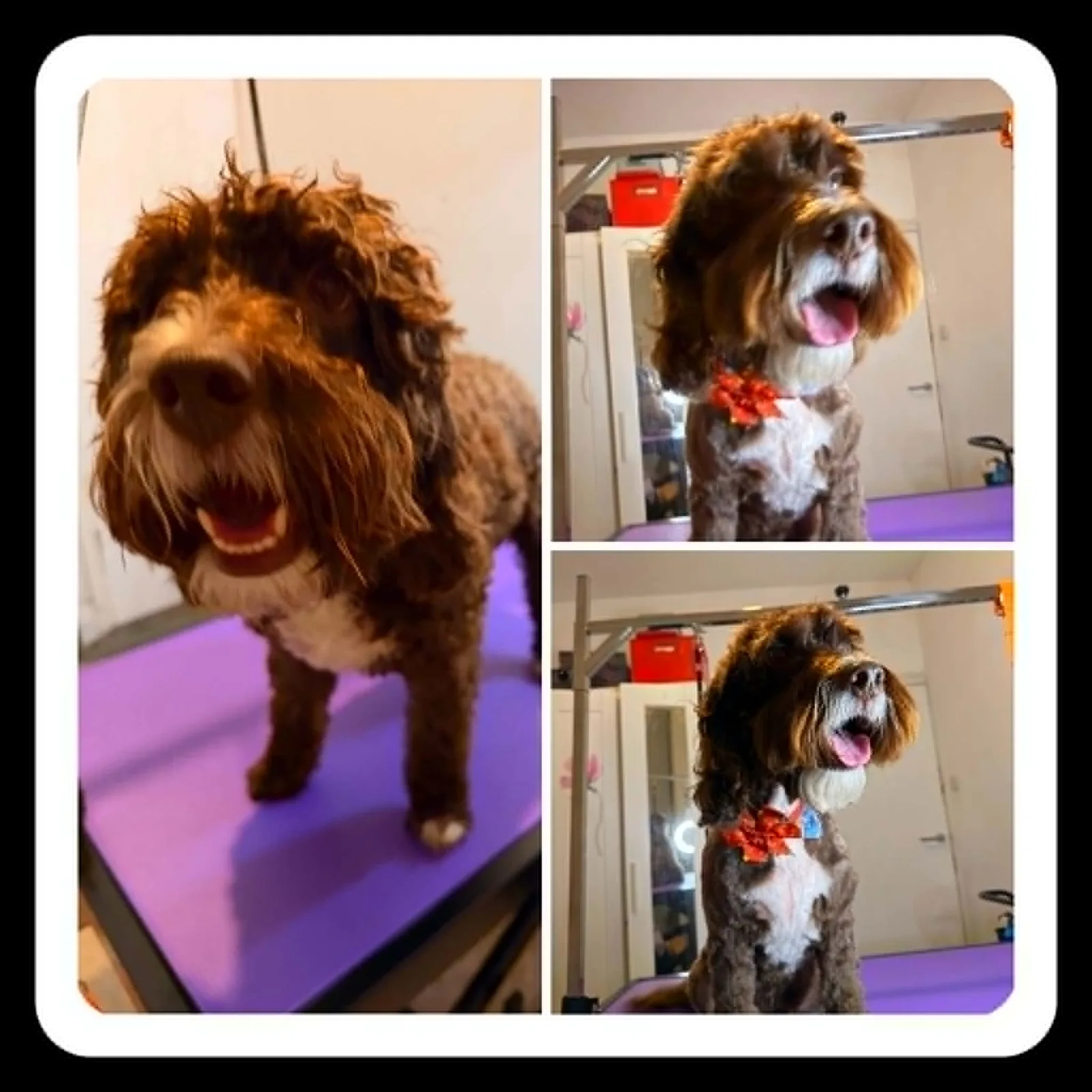 Before and after groom of a curly-coated cross breed