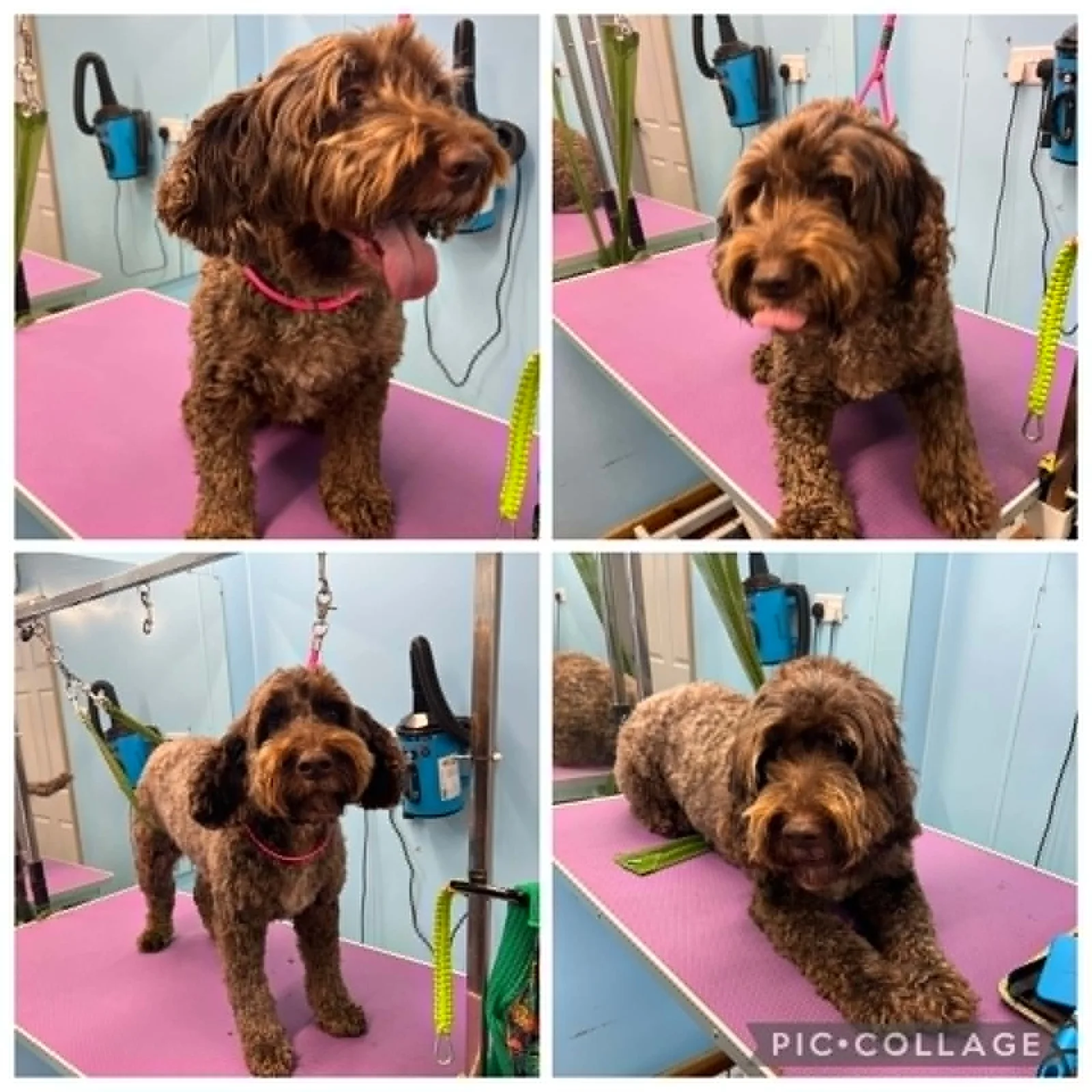 Chocolate Cockapoo during and after a full groom