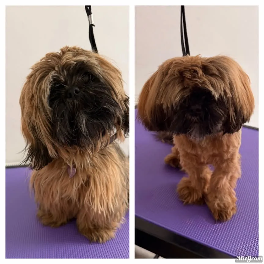 Shih Tzu before and after a full groom