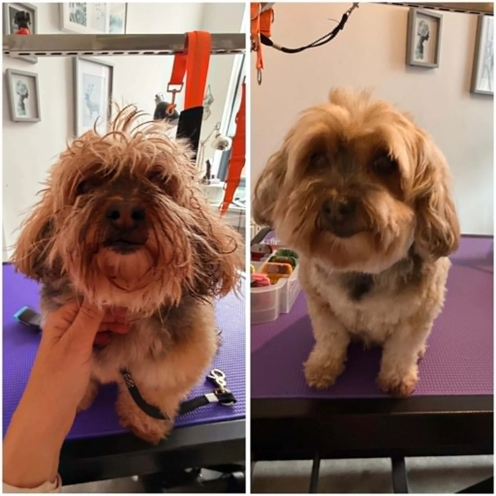 Small dog being reassured before and after grooming