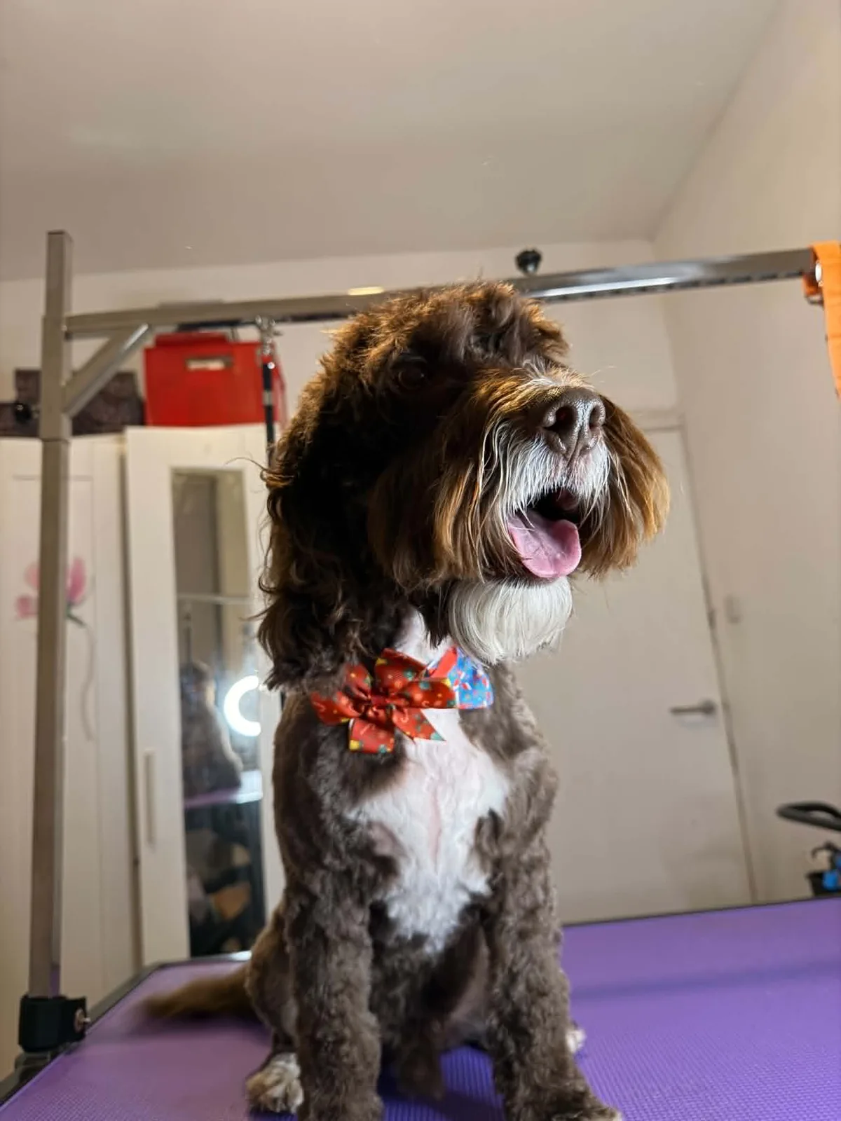 Groomed Cockapoo wearing a bow tie on the grooming table